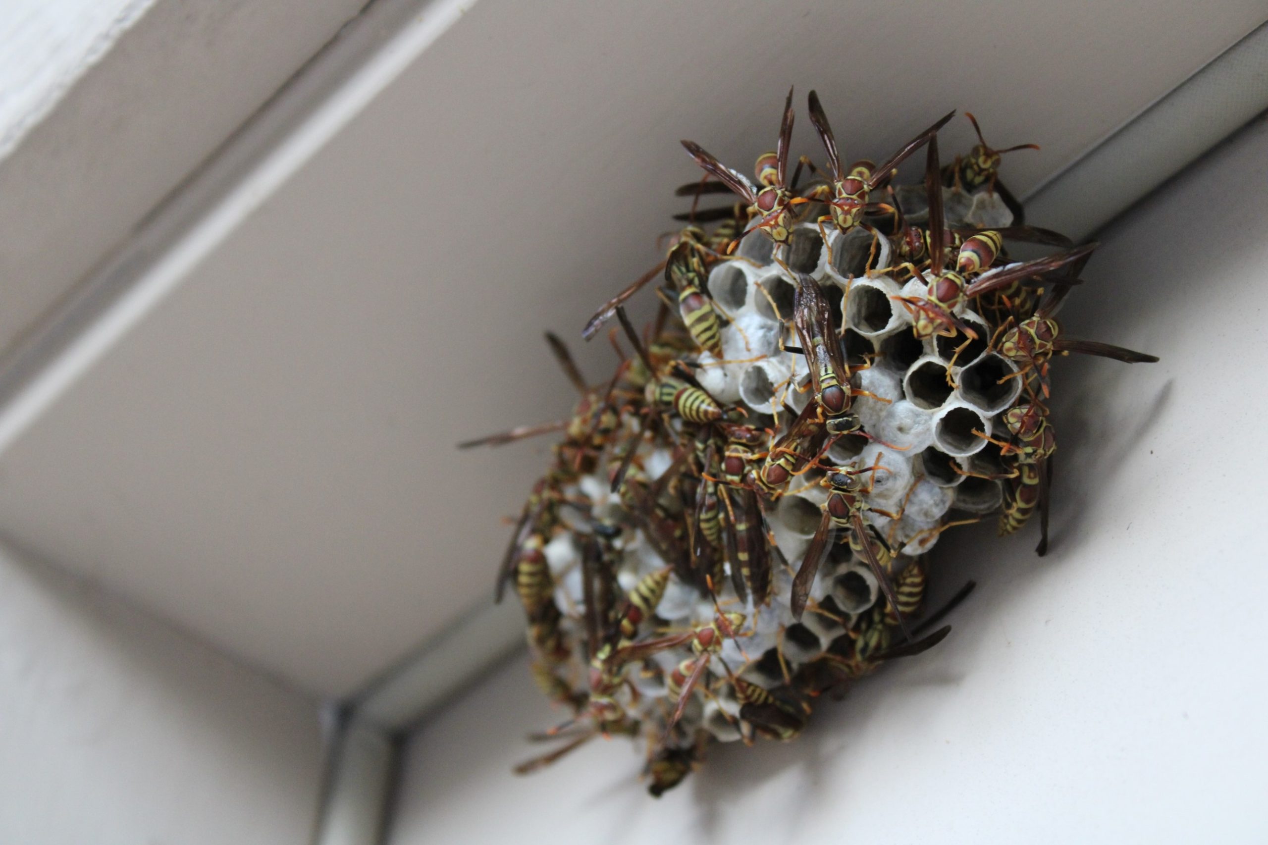 Wasp nest removal services in Auckland